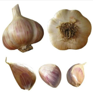 Big Boy Garlic