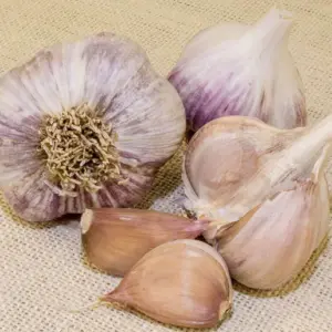 Music Garlic