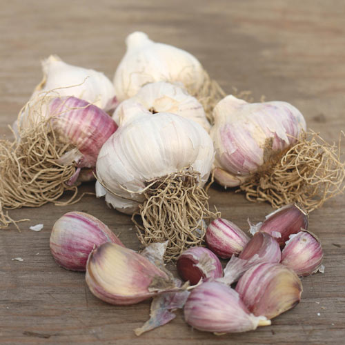 Red Russian Garlic
