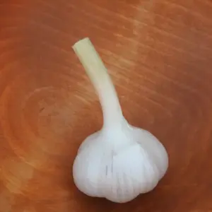 Tibetan Garlic